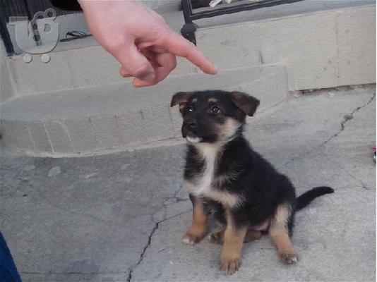 German Shepherd καθαροαιμα κουταβια Αθηνα-Κρητη-Νησια 6979314054...